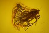 Three Fossil Flies (Diptera) In Baltic Amber #150765-3